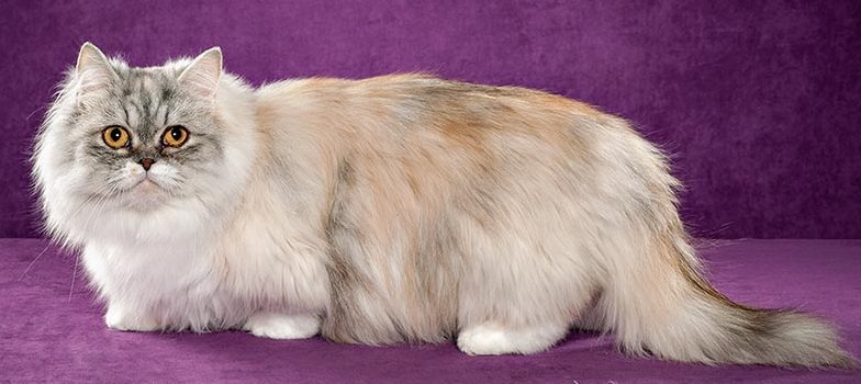 Порода кошек менуэт