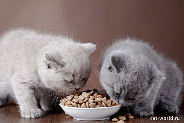 Британская порода кошек