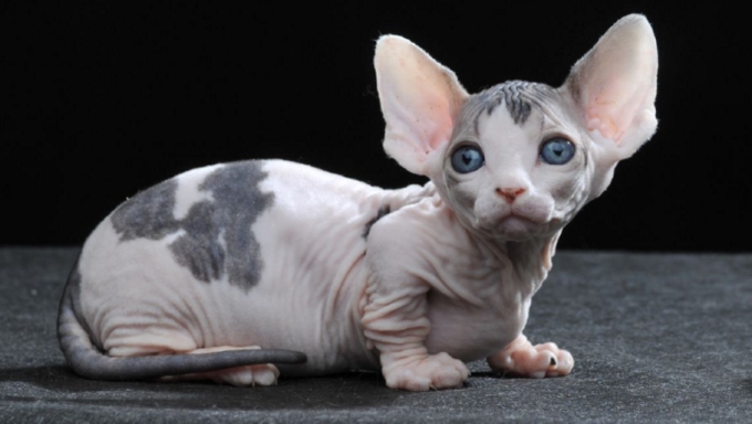 Самые маленькие кошки
