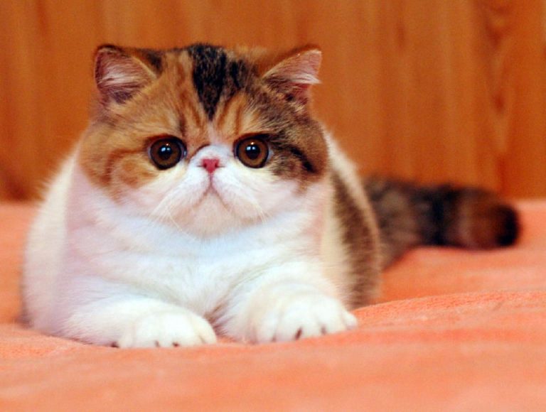 Экзотическая короткошерстная кошка