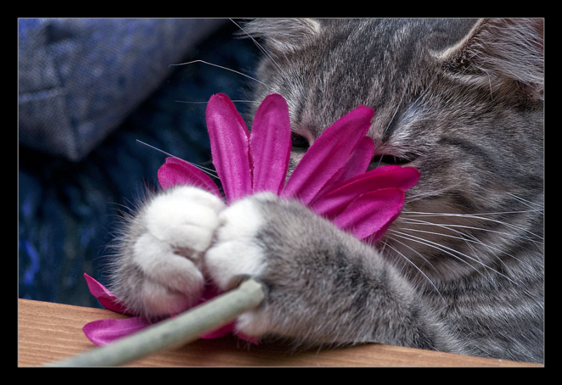 Дерматит у кошки