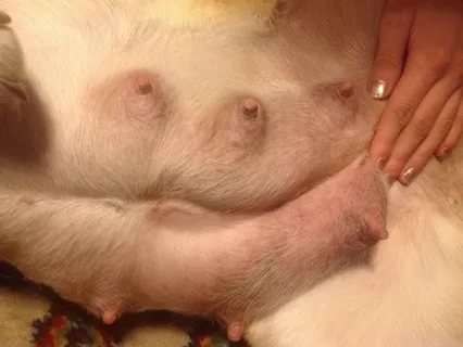 Мастит у кошки