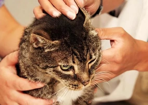 Как мыть кошку