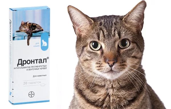Дронтал для кошек