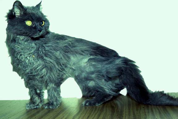 У кошки лезет шерсть