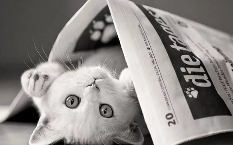 К чему снятся кошки