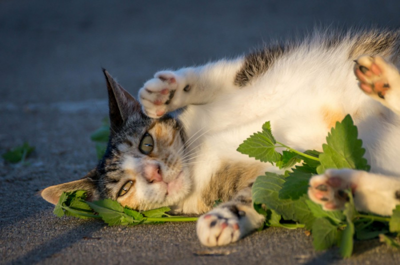 Корм &ldquo;Брит&rdquo; для кошек