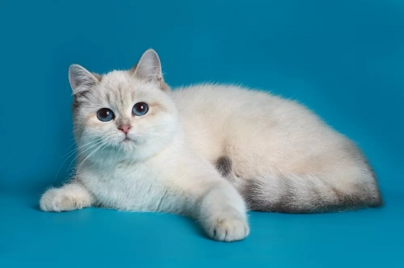 Вязка шотландских кошек