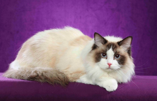 Кошка породы рэгдолл