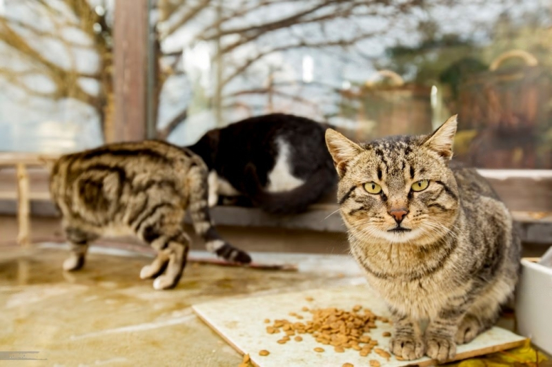 Чем кормить стерилизованную кошку?