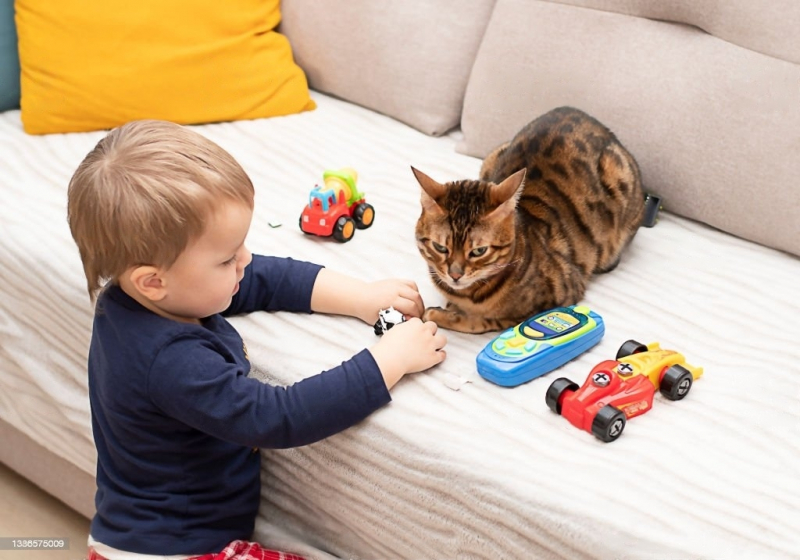 Бенгальская кошка