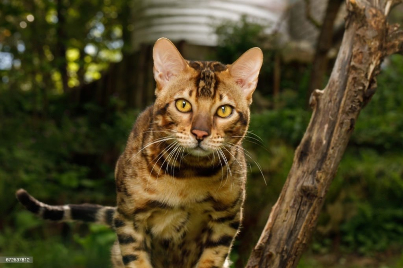 Бенгальская кошка
