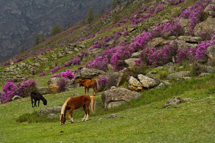 Алтай — новый Дубай: почему там стало так дорого?