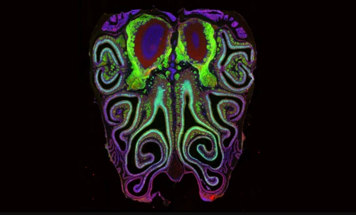 Карта запахов: ученые выяснили, как работает обоняние