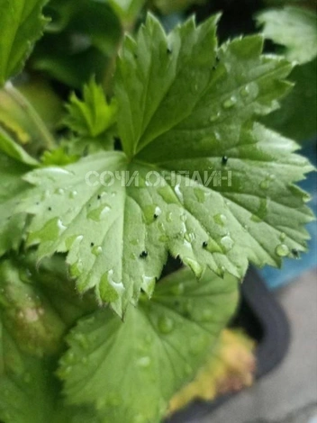 В Туапсе идут "мазутные дожди"