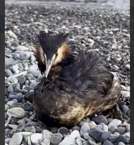 В Туапсе идут "мазутные дожди"