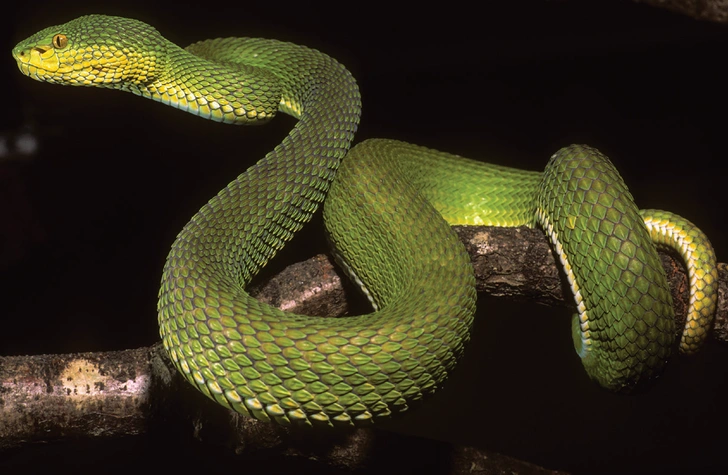 Вовсе даже не гибрид: внешнее сходство найденных в Мьянме куфий с другими ядовитыми змеями оказалось обманчивым