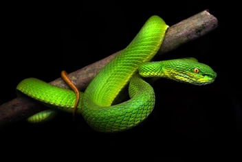 Вовсе даже не гибрид: внешнее сходство найденных в Мьянме куфий с другими ядовитыми змеями оказалось обманчивым